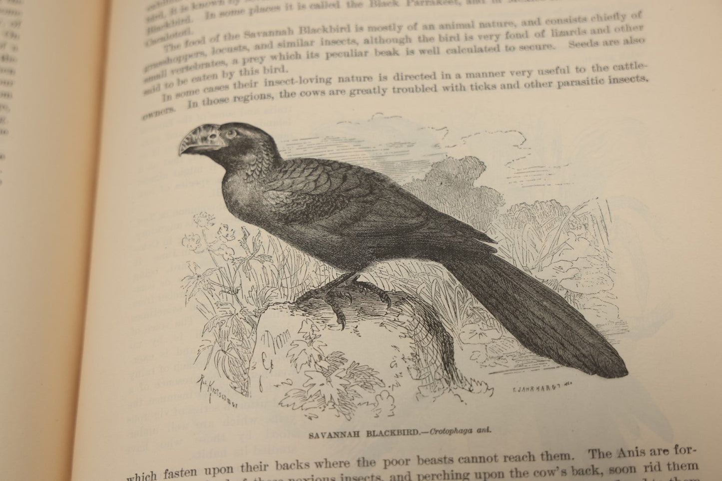 Lot 009 - Pair Of Antique Illustrated Zoology Books, "Animate Creation: Our Living World, A Natural History" By Reverend J.G.Wood, Copyright 1885, Volume I: Mamalia, And Volume Iv Birds