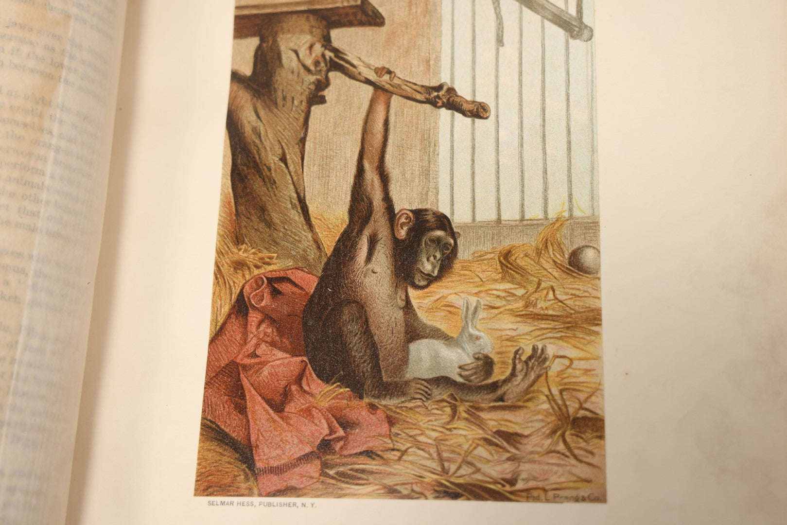 Lot 009 - Pair Of Antique Illustrated Zoology Books, "Animate Creation: Our Living World, A Natural History" By Reverend J.G.Wood, Copyright 1885, Volume I: Mamalia, And Volume Iv Birds