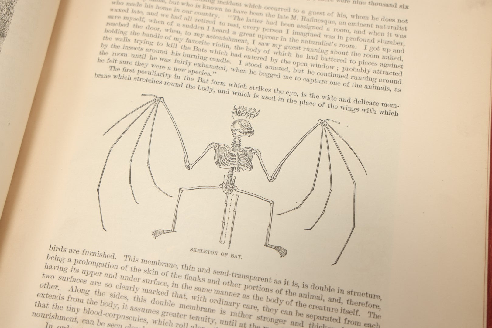Lot 009 - Pair Of Antique Illustrated Zoology Books, "Animate Creation: Our Living World, A Natural History" By Reverend J.G.Wood, Copyright 1885, Volume I: Mamalia, And Volume Iv Birds