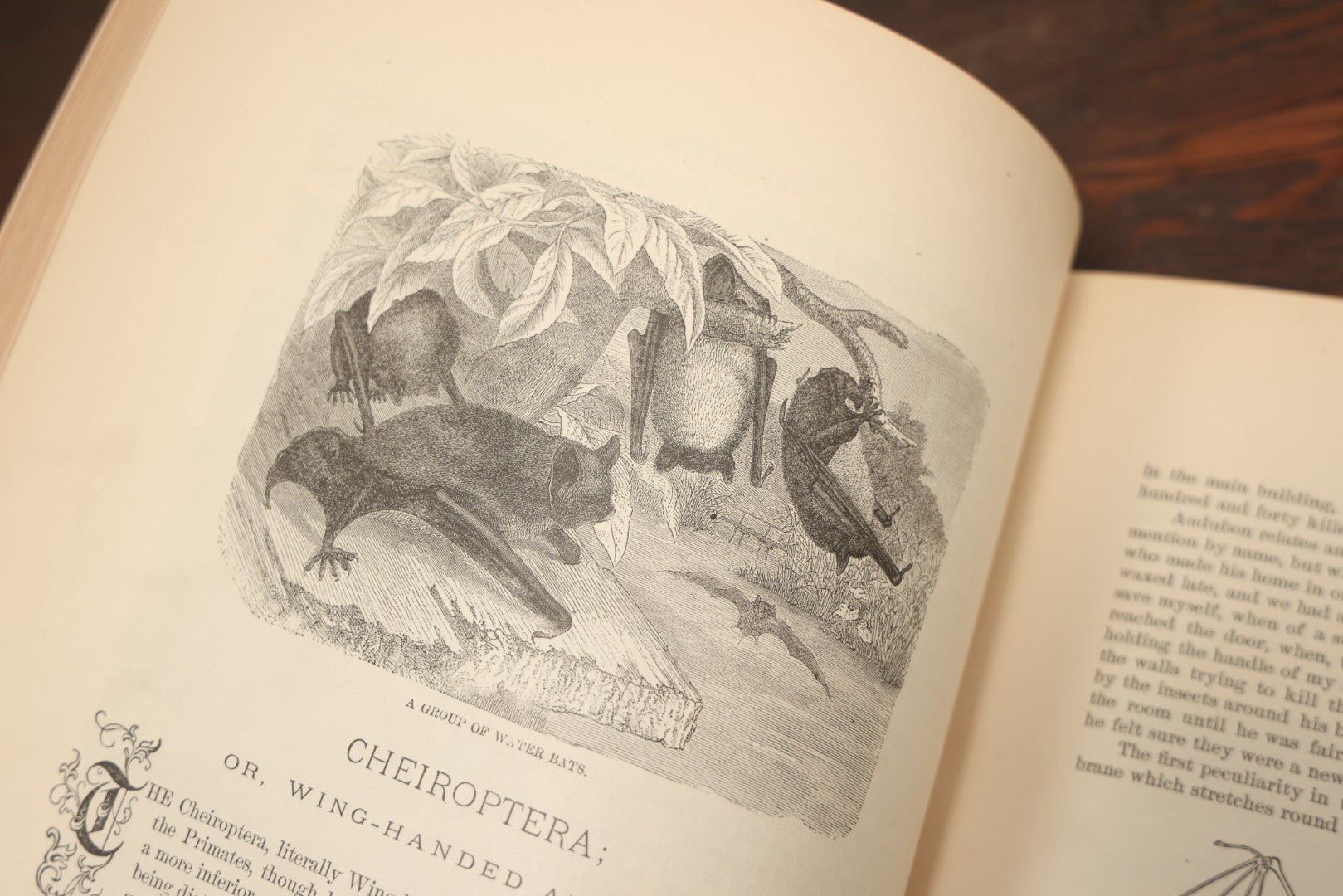 Lot 009 - Pair Of Antique Illustrated Zoology Books, "Animate Creation: Our Living World, A Natural History" By Reverend J.G.Wood, Copyright 1885, Volume I: Mamalia, And Volume Iv Birds