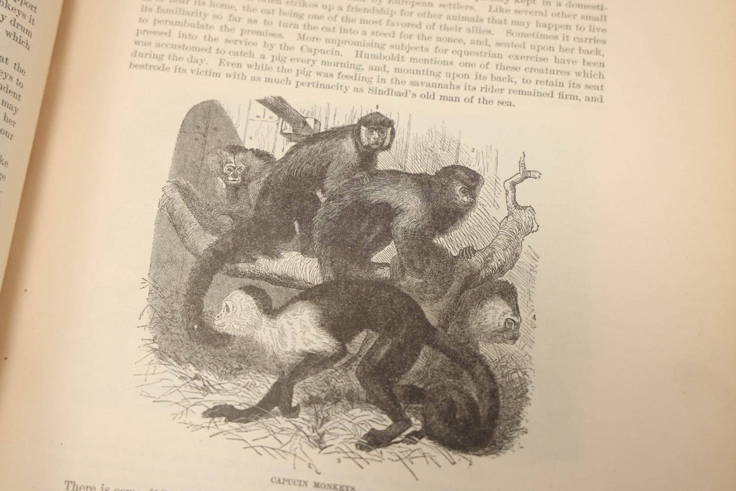 Lot 009 - Pair Of Antique Illustrated Zoology Books, "Animate Creation: Our Living World, A Natural History" By Reverend J.G.Wood, Copyright 1885, Volume I: Mamalia, And Volume Iv Birds