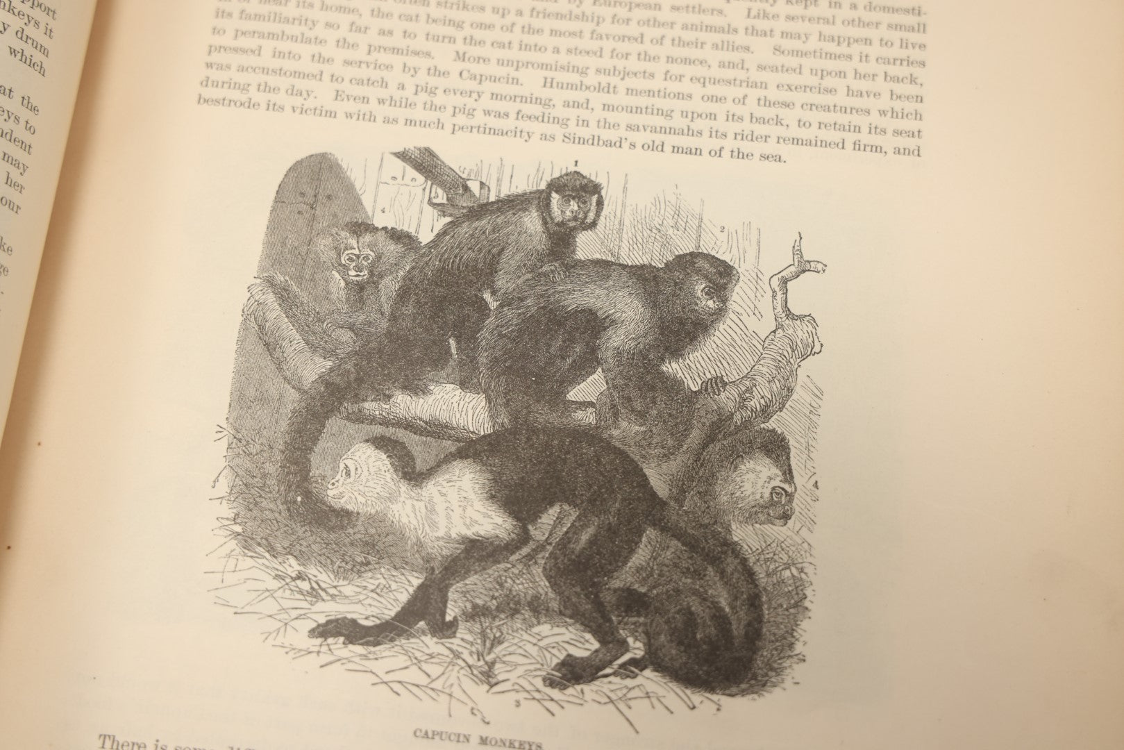 Lot 009 - Pair Of Antique Illustrated Zoology Books, "Animate Creation: Our Living World, A Natural History" By Reverend J.G.Wood, Copyright 1885, Volume I: Mamalia, And Volume Iv Birds