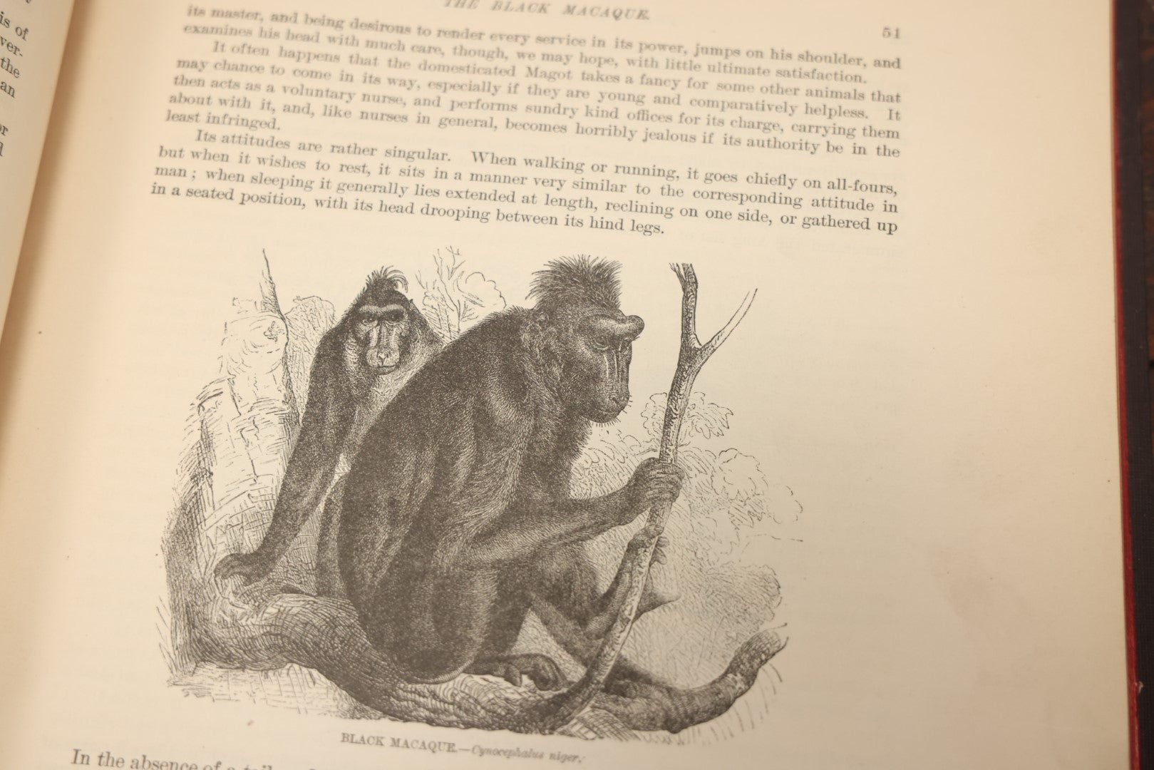 Lot 009 - Pair Of Antique Illustrated Zoology Books, "Animate Creation: Our Living World, A Natural History" By Reverend J.G.Wood, Copyright 1885, Volume I: Mamalia, And Volume Iv Birds