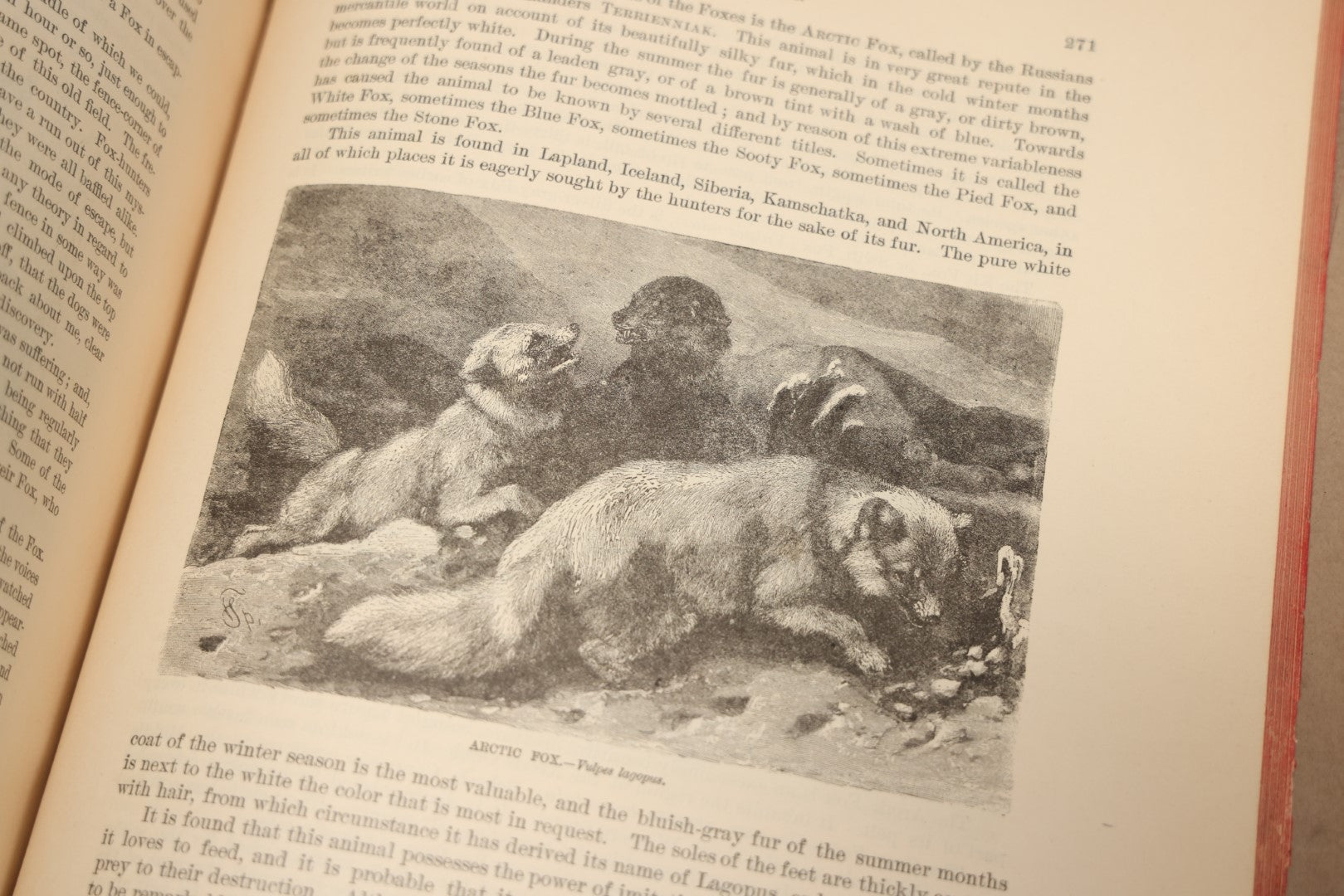 Lot 009 - Pair Of Antique Illustrated Zoology Books, "Animate Creation: Our Living World, A Natural History" By Reverend J.G.Wood, Copyright 1885, Volume I: Mamalia, And Volume Iv Birds