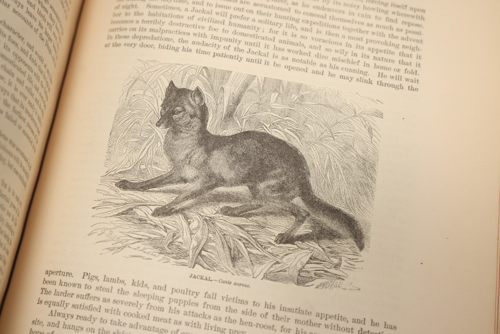 Lot 009 - Pair Of Antique Illustrated Zoology Books, "Animate Creation: Our Living World, A Natural History" By Reverend J.G.Wood, Copyright 1885, Volume I: Mamalia, And Volume Iv Birds