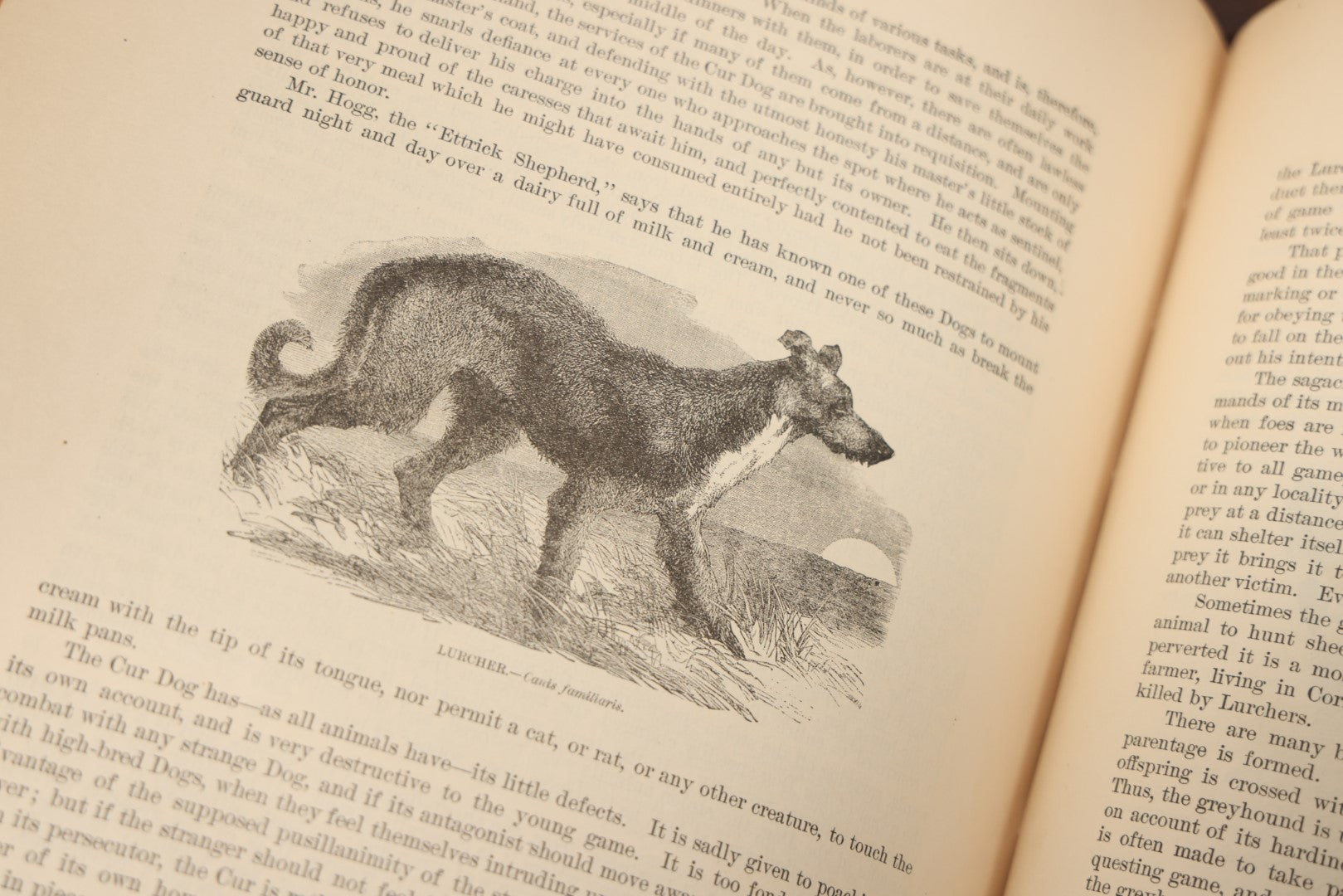 Lot 009 - Pair Of Antique Illustrated Zoology Books, "Animate Creation: Our Living World, A Natural History" By Reverend J.G.Wood, Copyright 1885, Volume I: Mamalia, And Volume Iv Birds