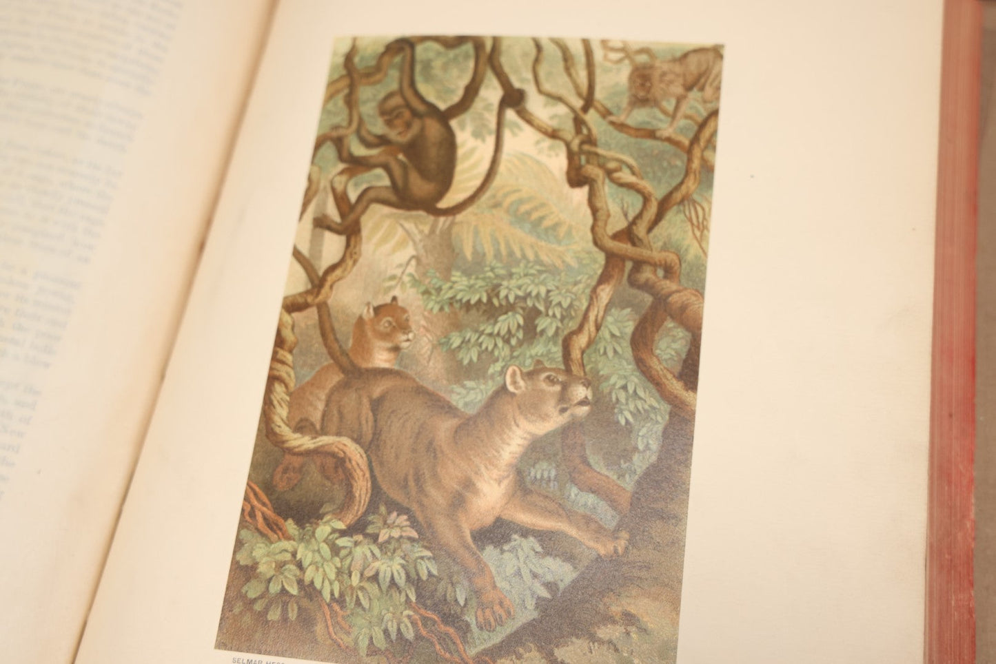 Lot 009 - Pair Of Antique Illustrated Zoology Books, "Animate Creation: Our Living World, A Natural History" By Reverend J.G.Wood, Copyright 1885, Volume I: Mamalia, And Volume Iv Birds