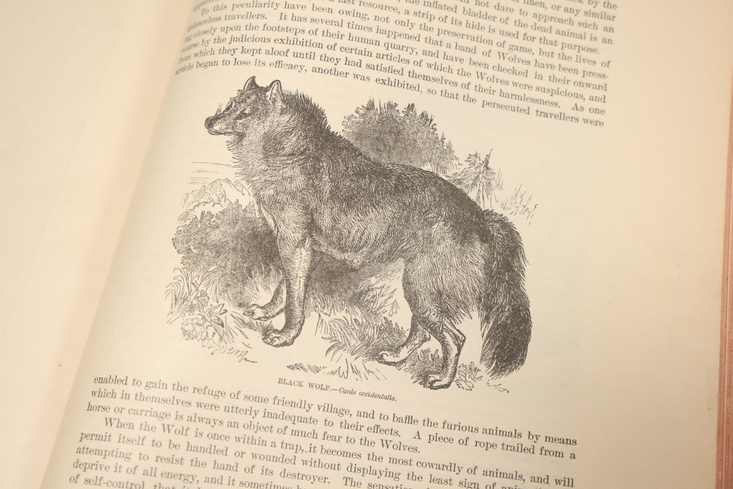 Lot 009 - Pair Of Antique Illustrated Zoology Books, "Animate Creation: Our Living World, A Natural History" By Reverend J.G.Wood, Copyright 1885, Volume I: Mamalia, And Volume Iv Birds