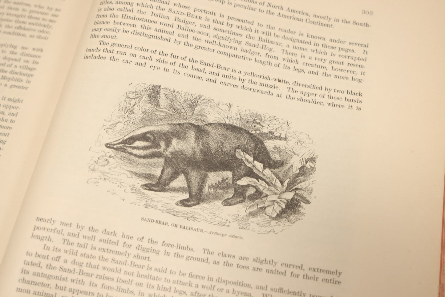 Lot 009 - Pair Of Antique Illustrated Zoology Books, "Animate Creation: Our Living World, A Natural History" By Reverend J.G.Wood, Copyright 1885, Volume I: Mamalia, And Volume Iv Birds