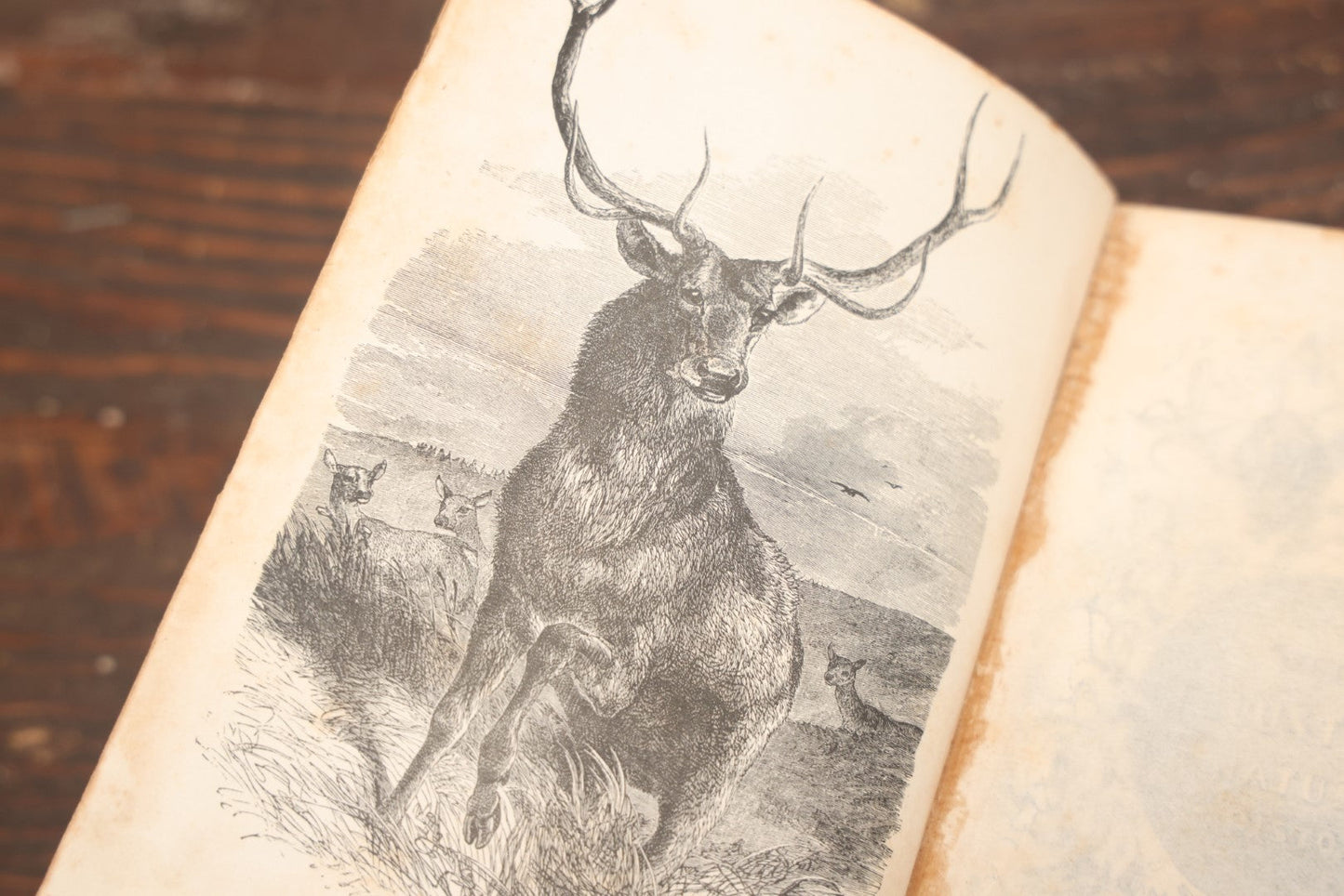 Lot 010 - "Wood'S Illustrated Natural History" Antique Illustrated Zoology Book By Reverend J.G. Wood, Over 400 Illustrations, 1874 Edition