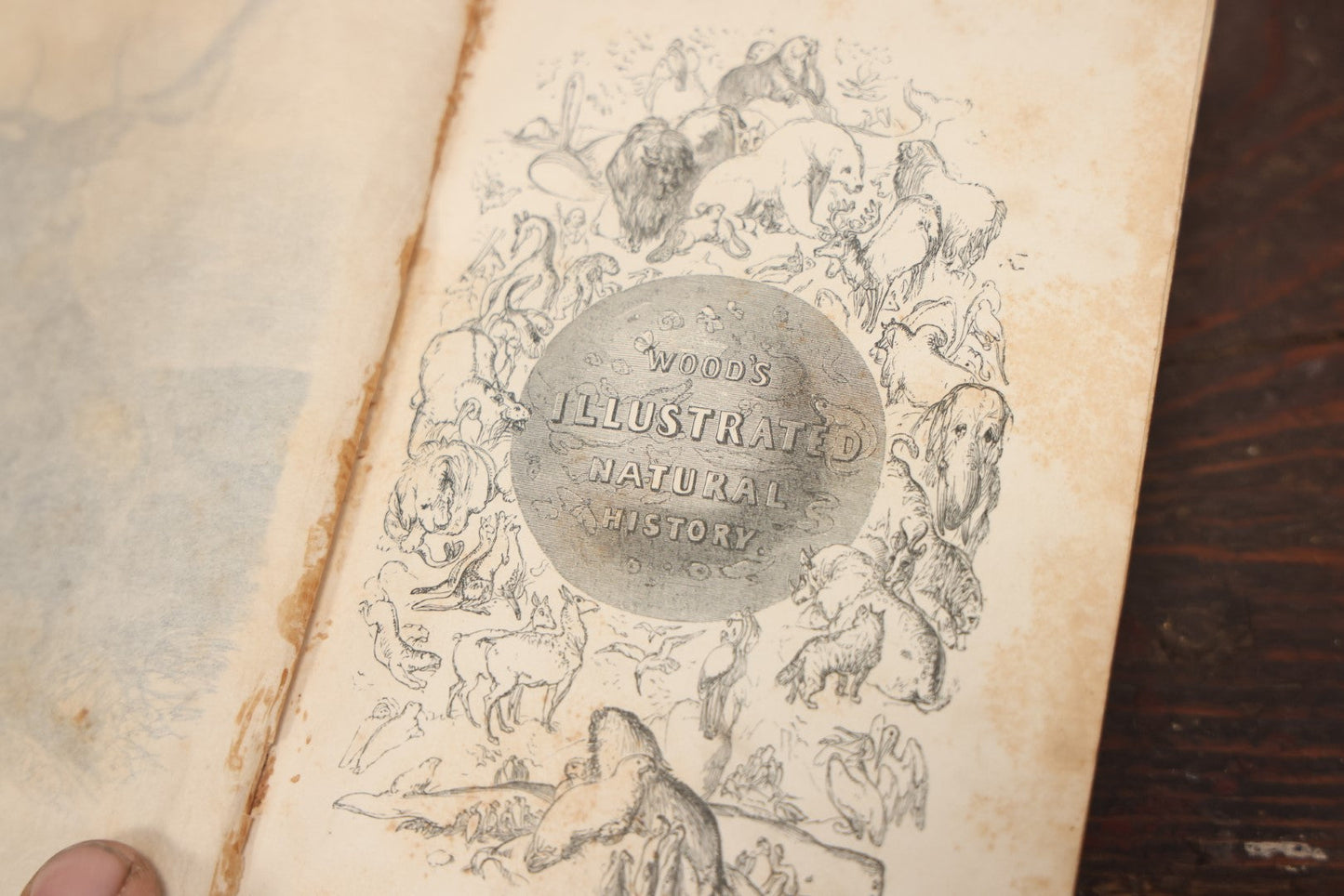 Lot 010 - "Wood'S Illustrated Natural History" Antique Illustrated Zoology Book By Reverend J.G. Wood, Over 400 Illustrations, 1874 Edition