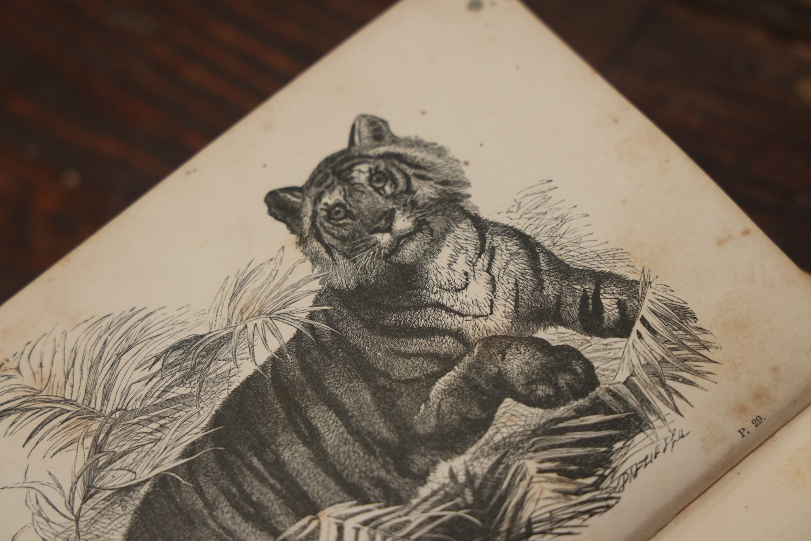 Lot 010 - "Wood'S Illustrated Natural History" Antique Illustrated Zoology Book By Reverend J.G. Wood, Over 400 Illustrations, 1874 Edition