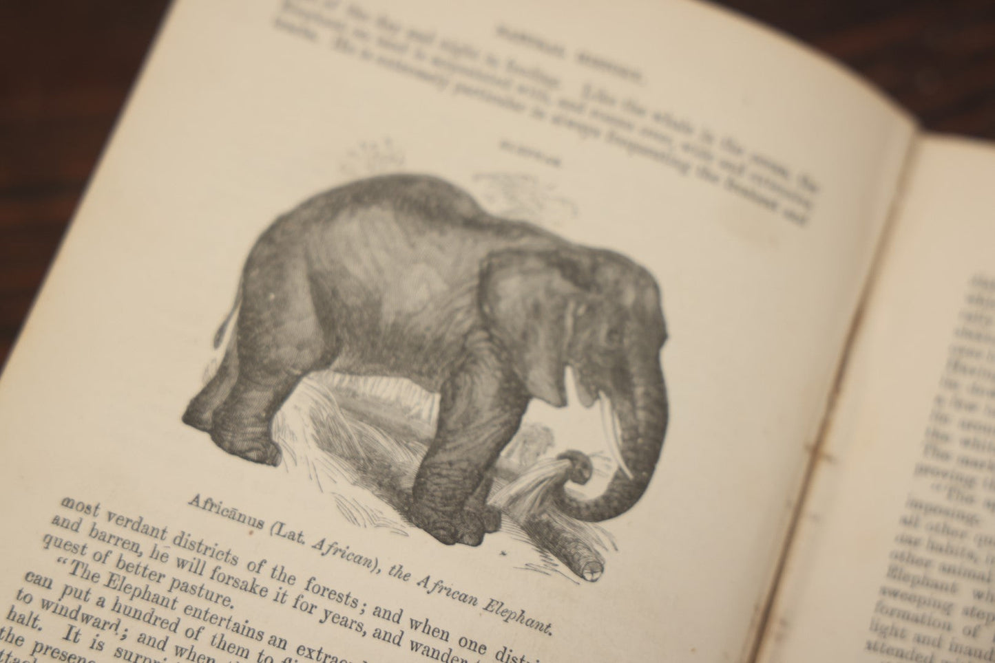 Lot 010 - "Wood'S Illustrated Natural History" Antique Illustrated Zoology Book By Reverend J.G. Wood, Over 400 Illustrations, 1874 Edition