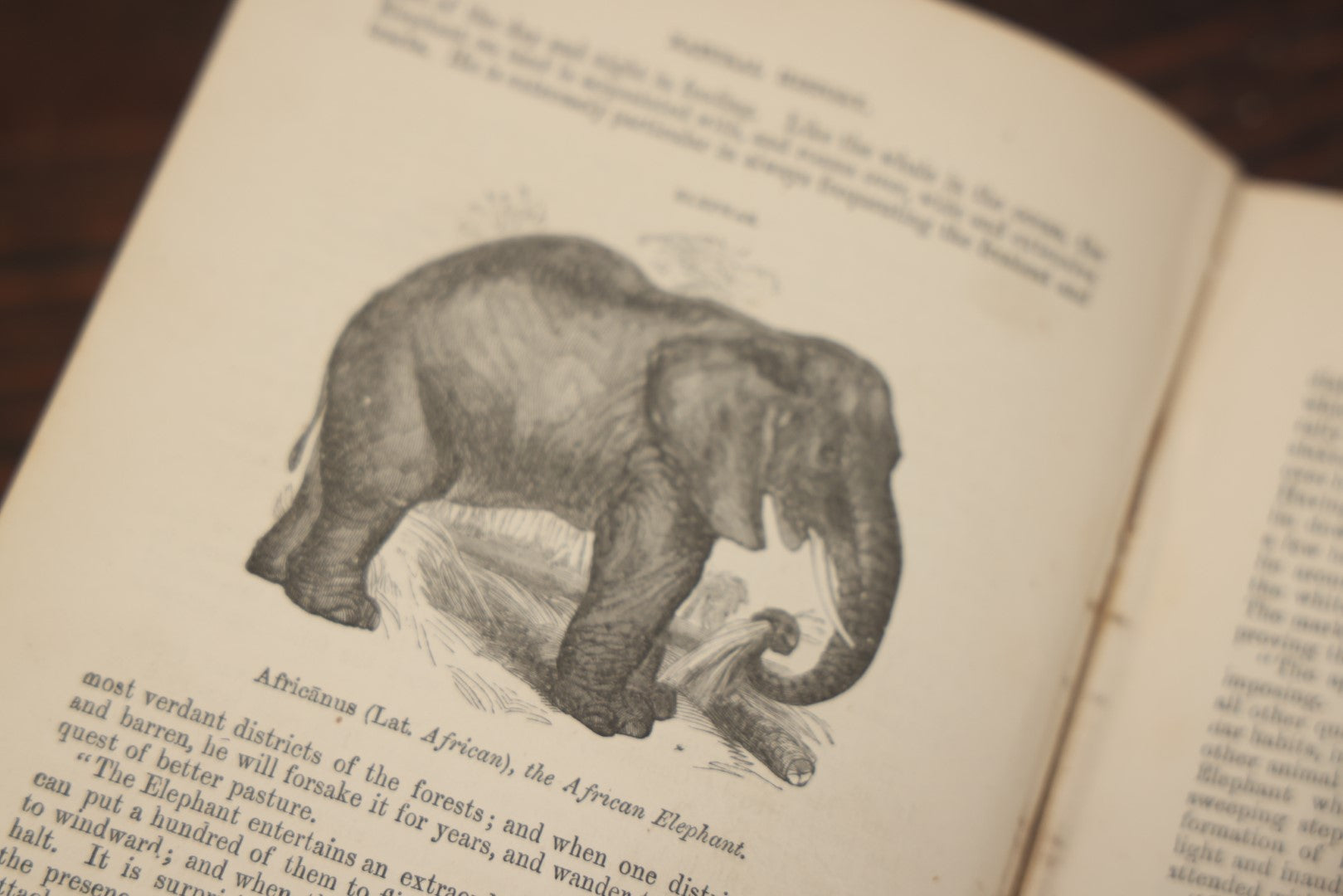 Lot 010 - "Wood'S Illustrated Natural History" Antique Illustrated Zoology Book By Reverend J.G. Wood, Over 400 Illustrations, 1874 Edition