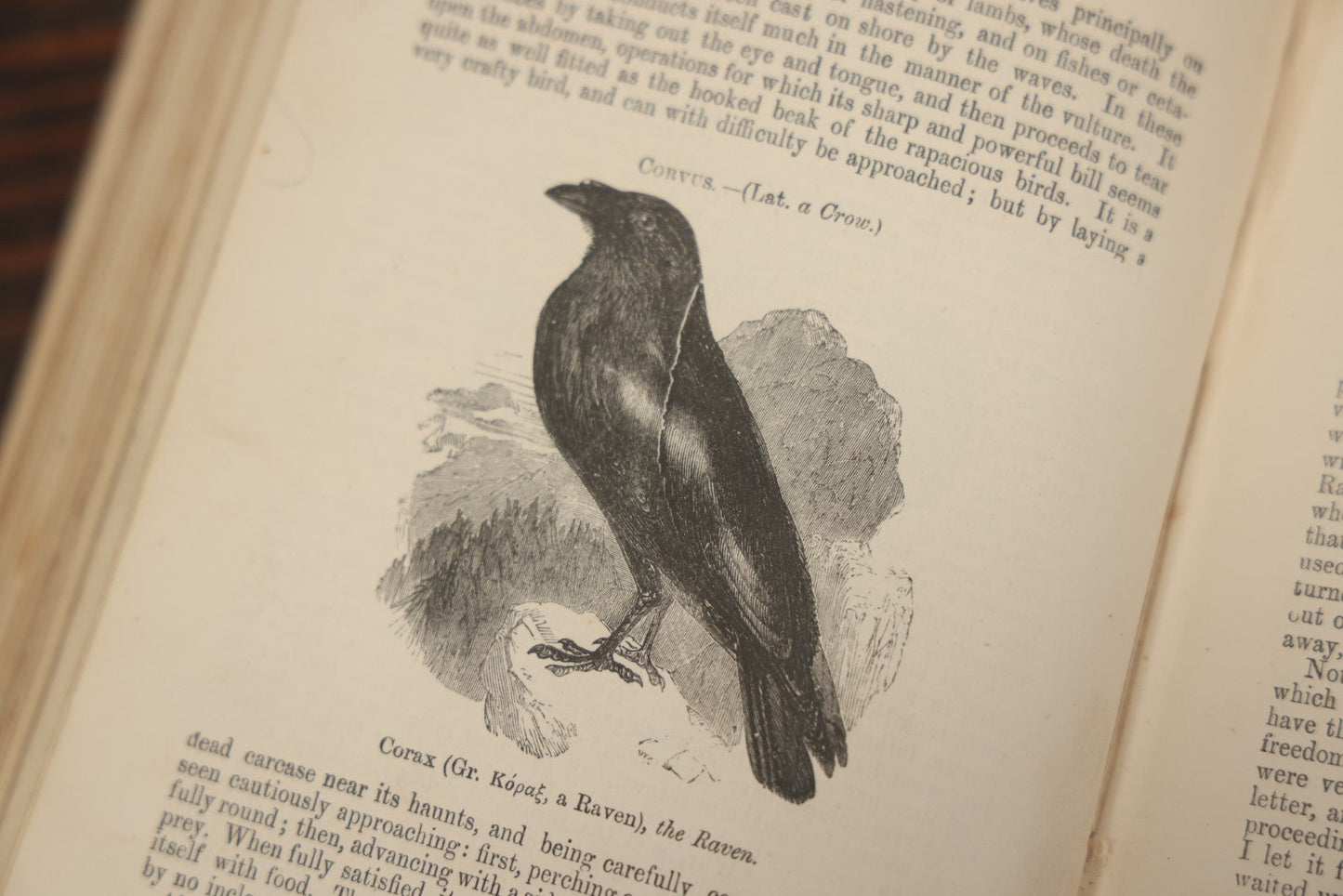 Lot 010 - "Wood'S Illustrated Natural History" Antique Illustrated Zoology Book By Reverend J.G. Wood, Over 400 Illustrations, 1874 Edition