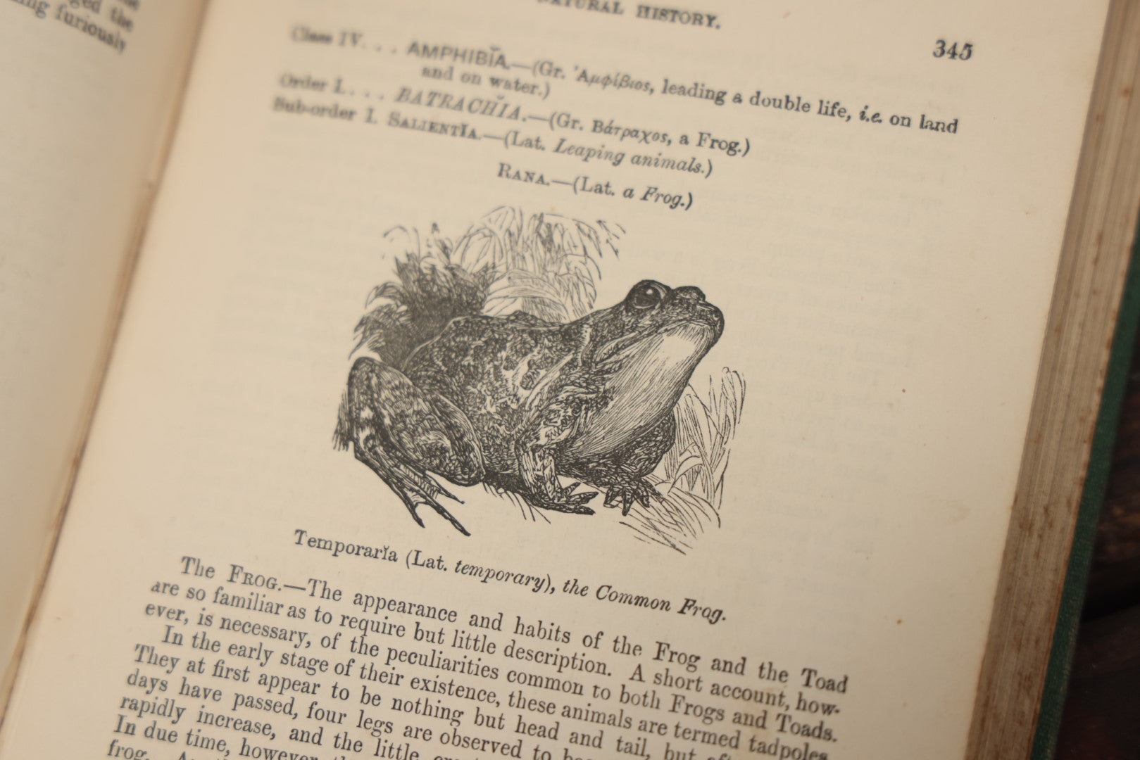 Lot 010 - "Wood'S Illustrated Natural History" Antique Illustrated Zoology Book By Reverend J.G. Wood, Over 400 Illustrations, 1874 Edition