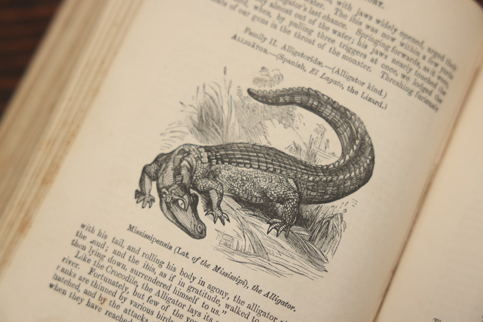 Lot 010 - "Wood'S Illustrated Natural History" Antique Illustrated Zoology Book By Reverend J.G. Wood, Over 400 Illustrations, 1874 Edition