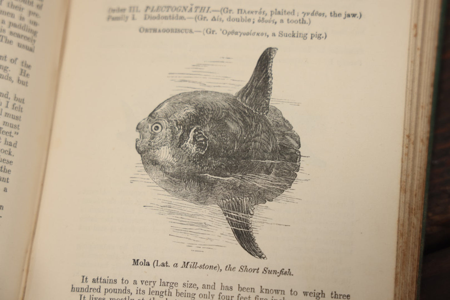 Lot 010 - "Wood'S Illustrated Natural History" Antique Illustrated Zoology Book By Reverend J.G. Wood, Over 400 Illustrations, 1874 Edition