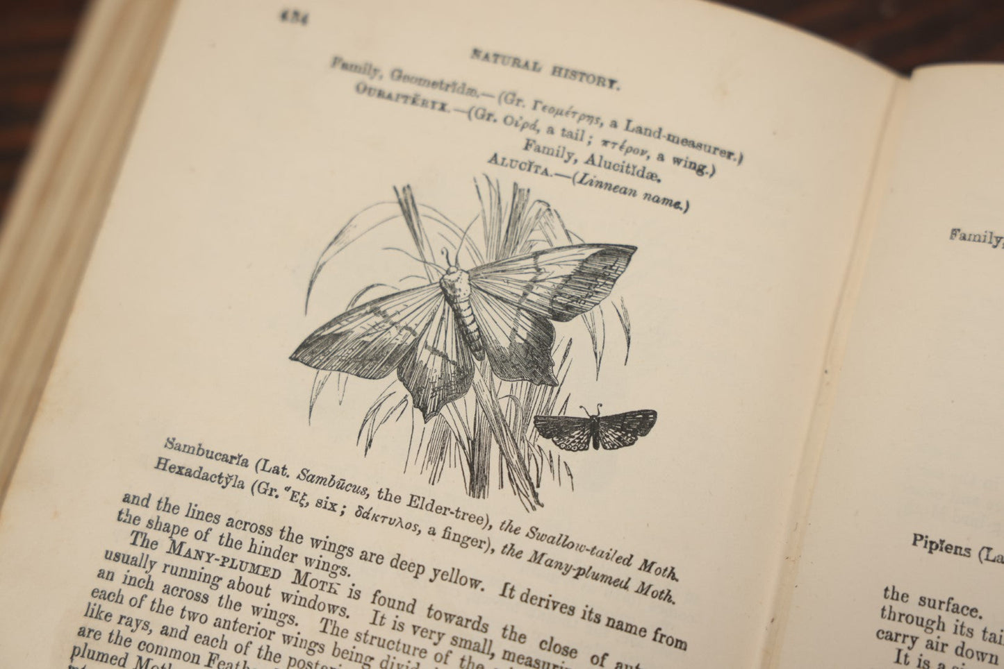 Lot 010 - "Wood'S Illustrated Natural History" Antique Illustrated Zoology Book By Reverend J.G. Wood, Over 400 Illustrations, 1874 Edition