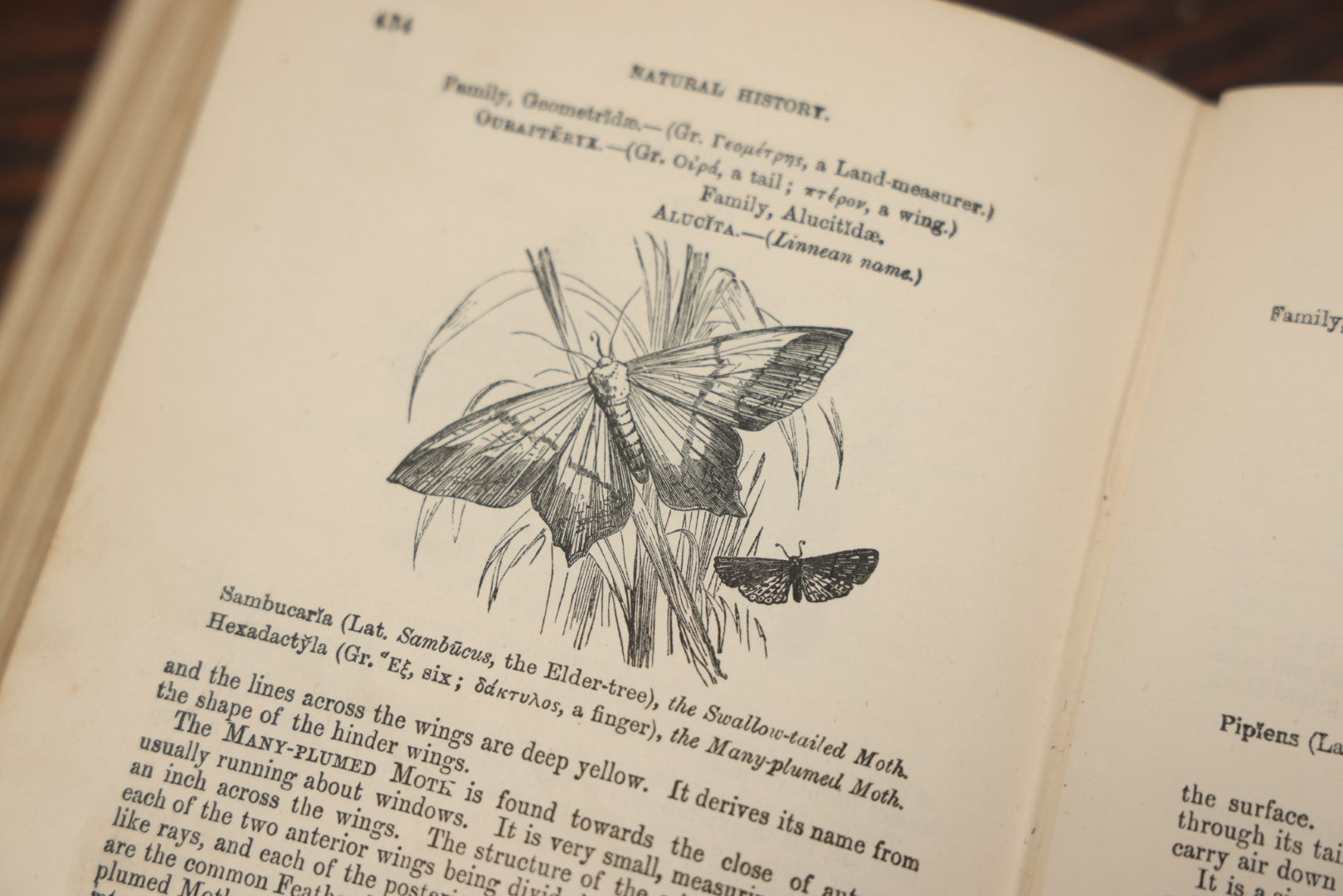 Lot 010 - "Wood'S Illustrated Natural History" Antique Illustrated Zoology Book By Reverend J.G. Wood, Over 400 Illustrations, 1874 Edition