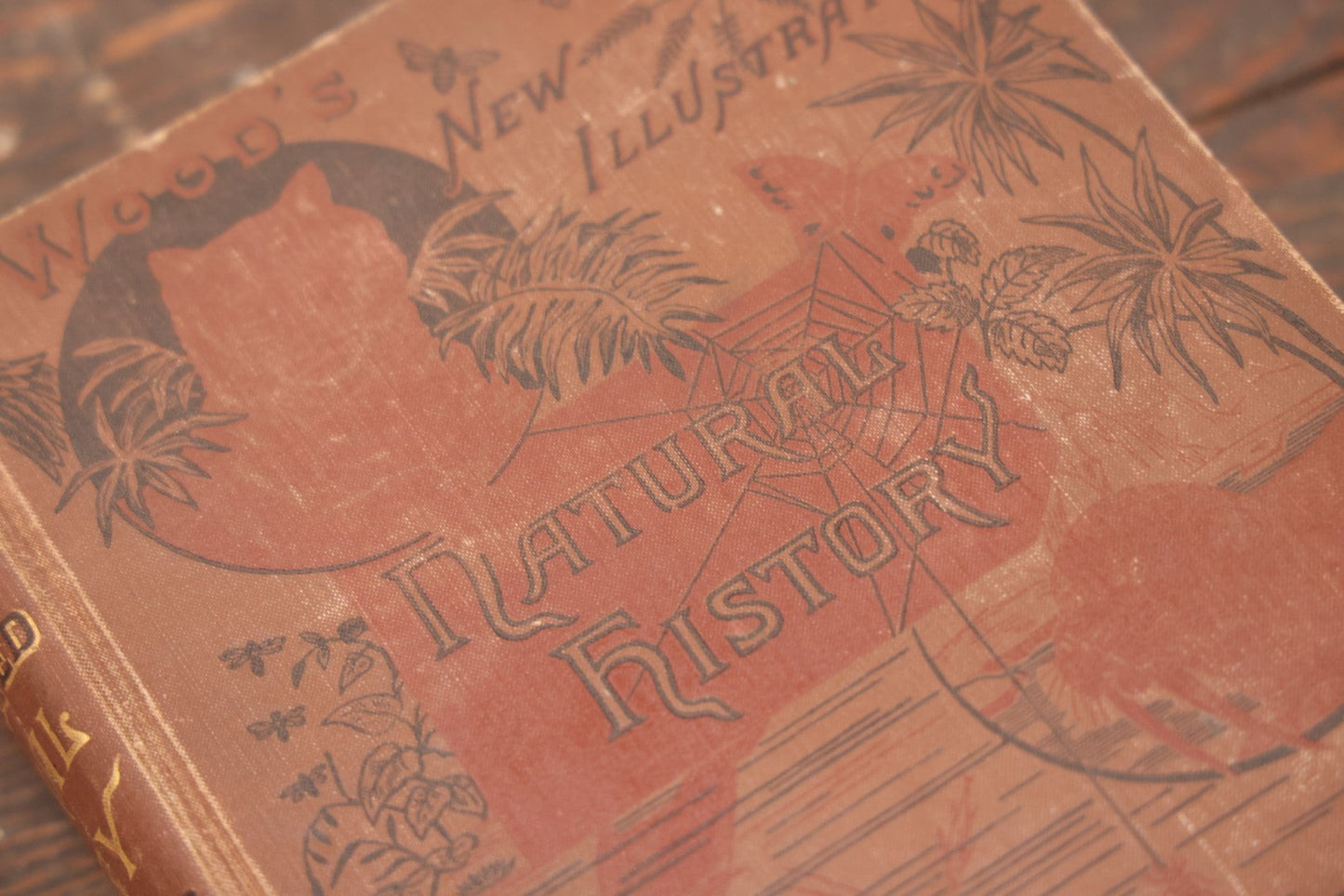 Lot 011 - "Wood'S New Illustrated Natural History" Antique Illustrated Zoology Book By Reverend J.G. Wood, Red Cover With Spider Web, Missing Title Pages