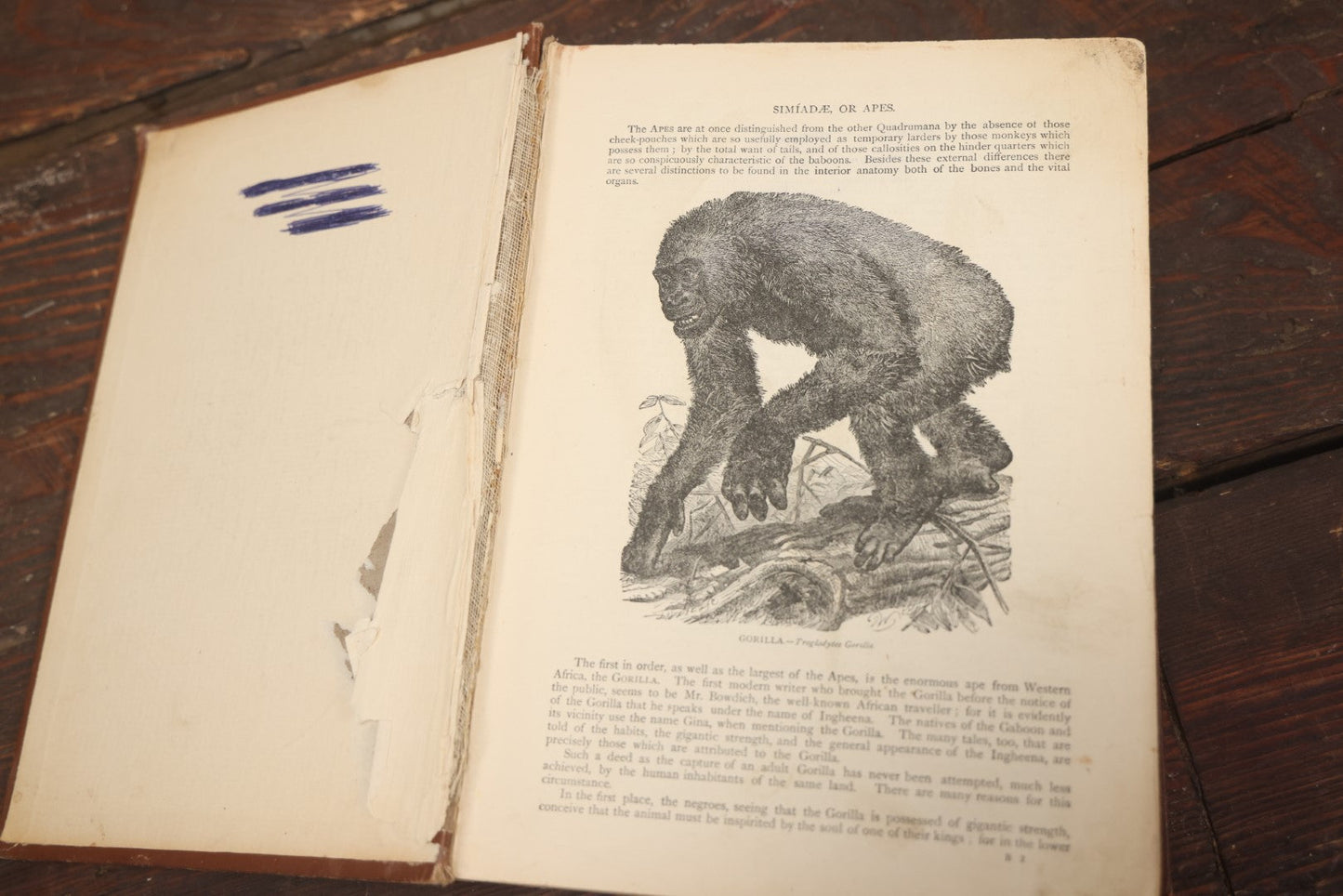 Lot 011 - "Wood'S New Illustrated Natural History" Antique Illustrated Zoology Book By Reverend J.G. Wood, Red Cover With Spider Web, Missing Title Pages