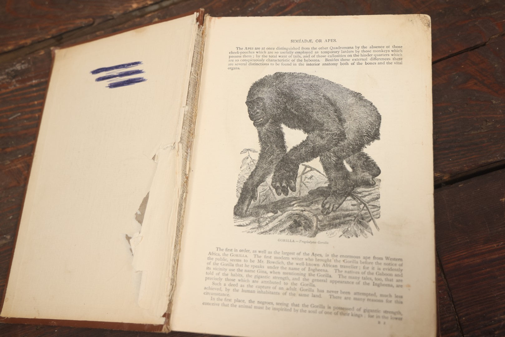 Lot 011 - "Wood'S New Illustrated Natural History" Antique Illustrated Zoology Book By Reverend J.G. Wood, Red Cover With Spider Web, Missing Title Pages