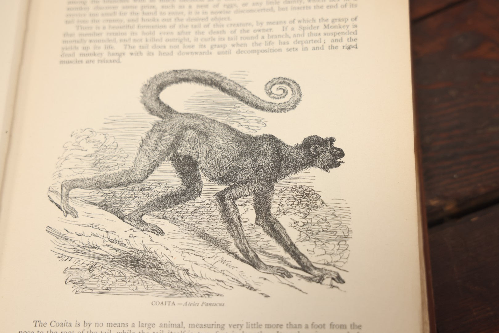 Lot 011 - "Wood'S New Illustrated Natural History" Antique Illustrated Zoology Book By Reverend J.G. Wood, Red Cover With Spider Web, Missing Title Pages