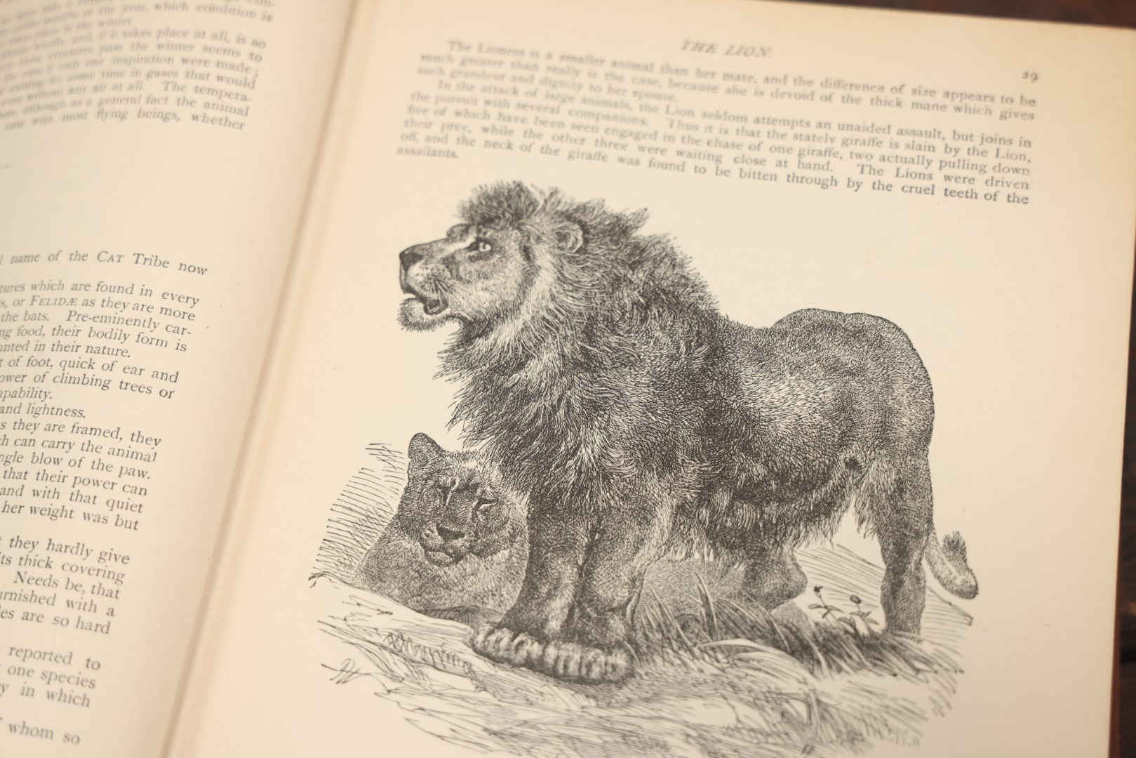 Lot 011 - "Wood'S New Illustrated Natural History" Antique Illustrated Zoology Book By Reverend J.G. Wood, Red Cover With Spider Web, Missing Title Pages