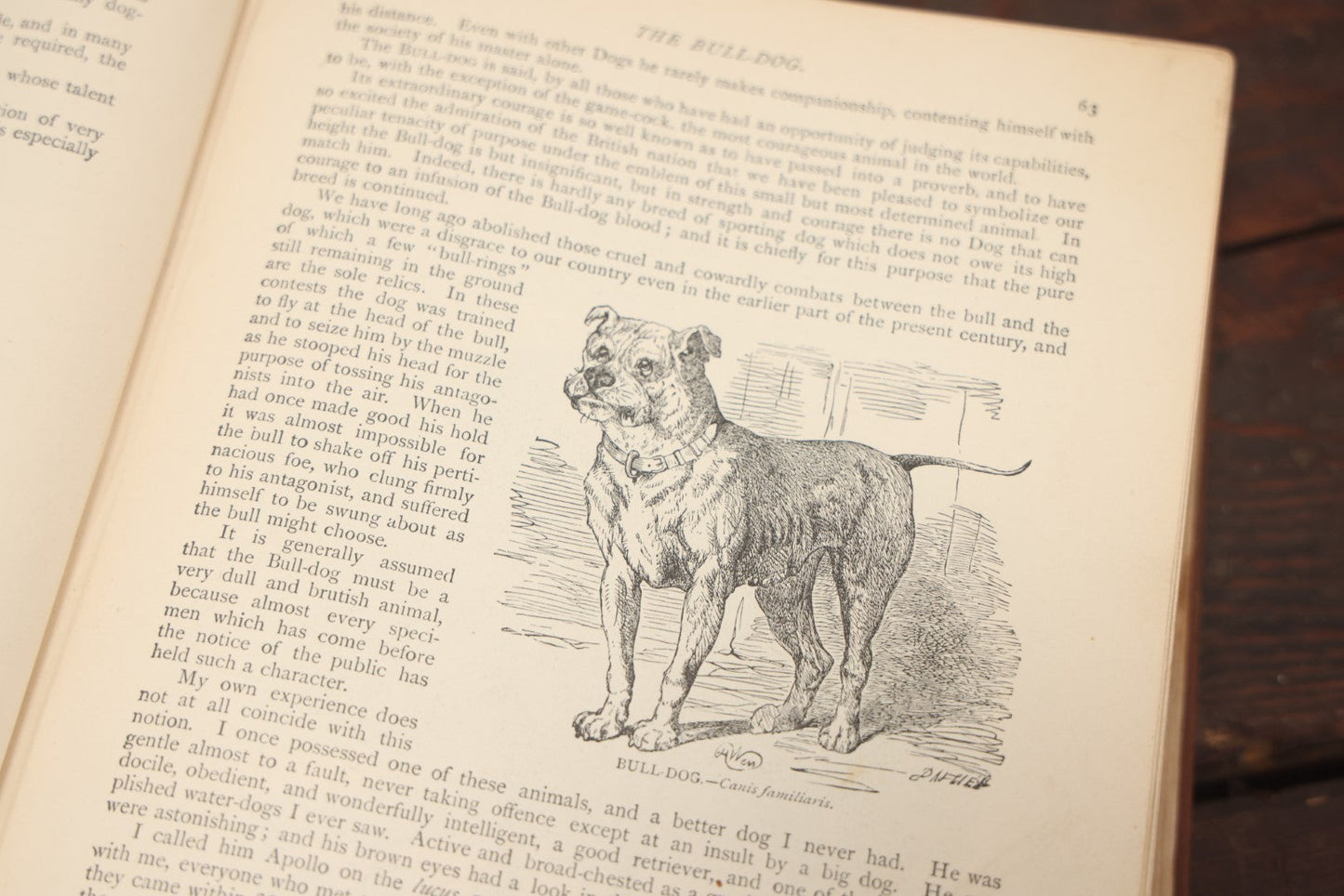 Lot 011 - "Wood'S New Illustrated Natural History" Antique Illustrated Zoology Book By Reverend J.G. Wood, Red Cover With Spider Web, Missing Title Pages