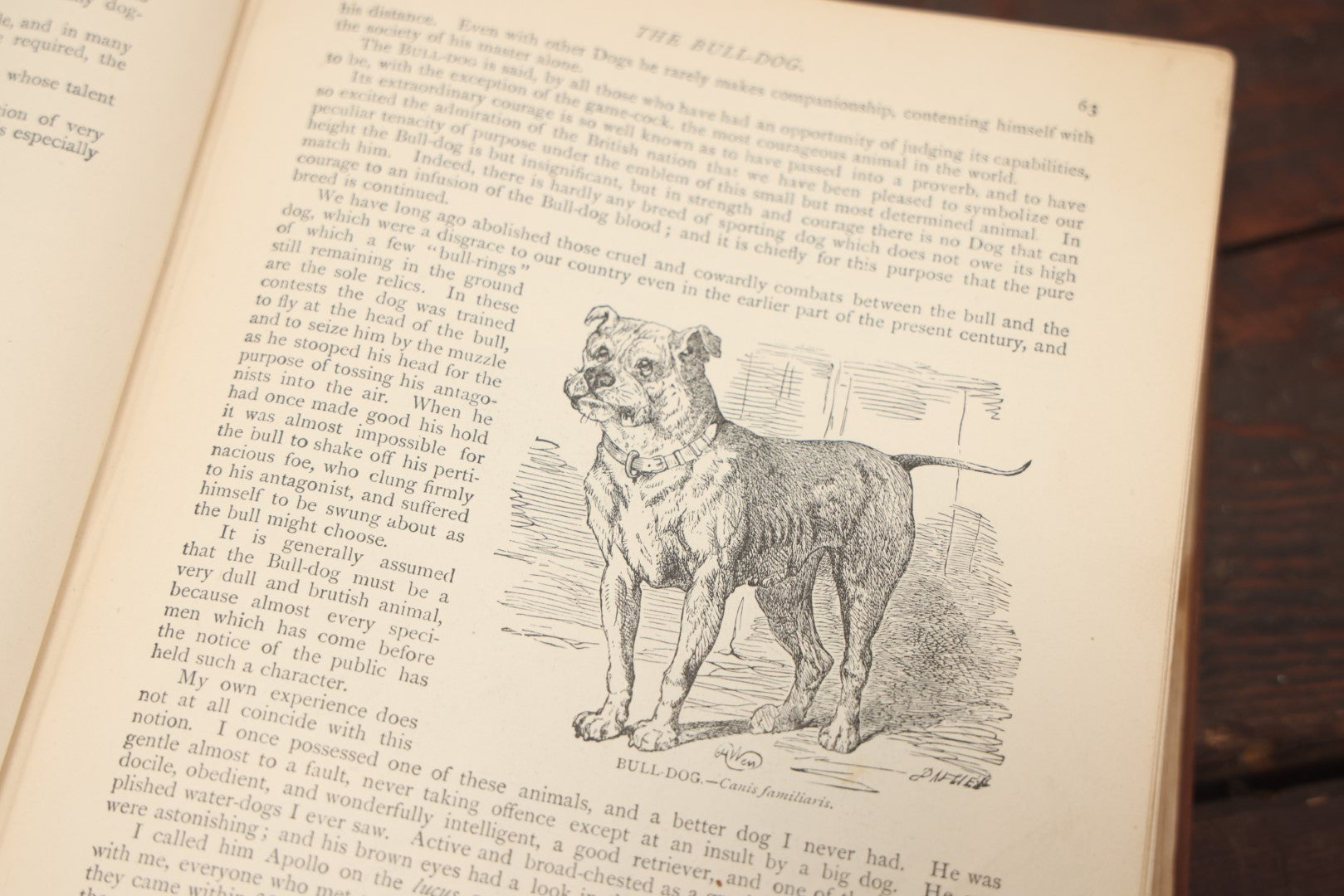 Lot 011 - "Wood'S New Illustrated Natural History" Antique Illustrated Zoology Book By Reverend J.G. Wood, Red Cover With Spider Web, Missing Title Pages