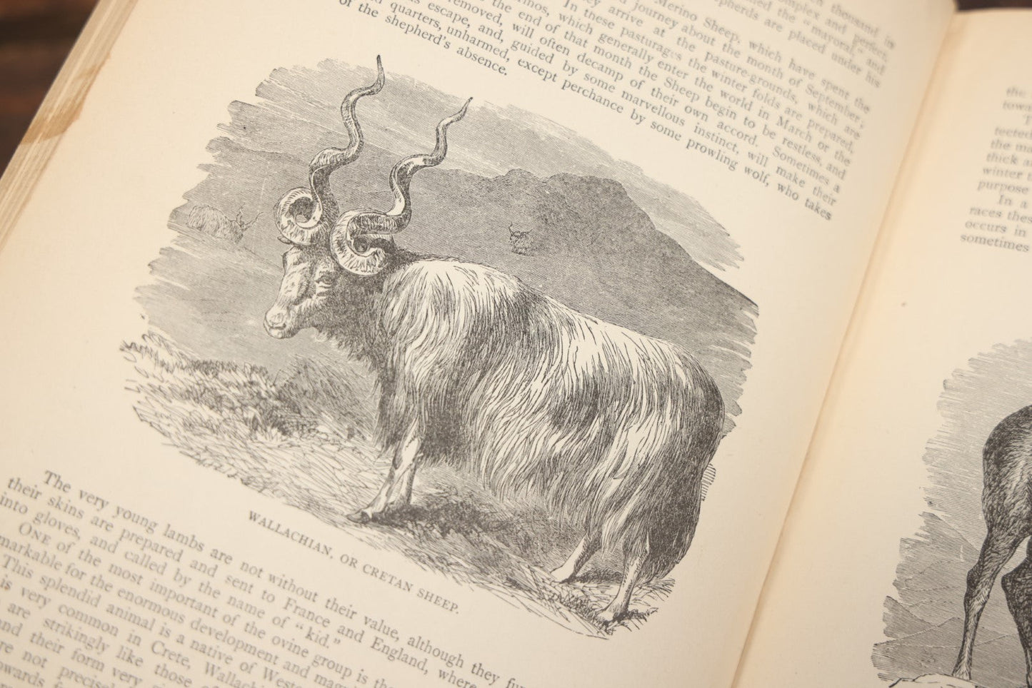 Lot 011 - "Wood'S New Illustrated Natural History" Antique Illustrated Zoology Book By Reverend J.G. Wood, Red Cover With Spider Web, Missing Title Pages