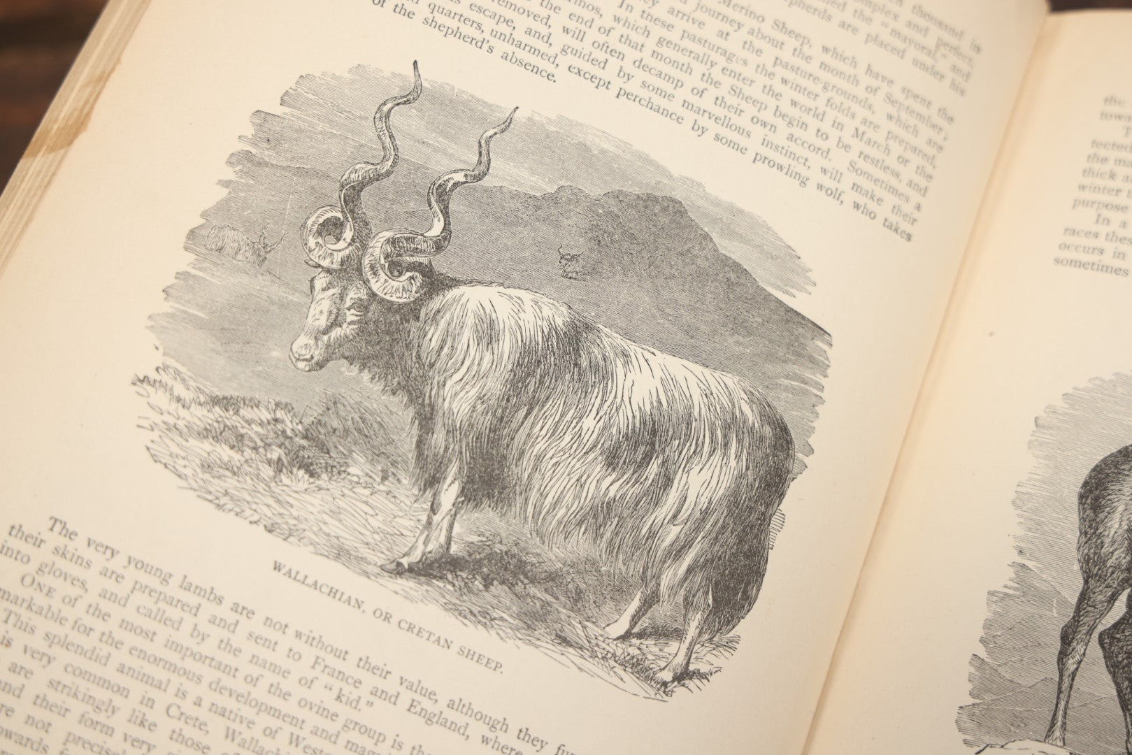 Lot 011 - "Wood'S New Illustrated Natural History" Antique Illustrated Zoology Book By Reverend J.G. Wood, Red Cover With Spider Web, Missing Title Pages