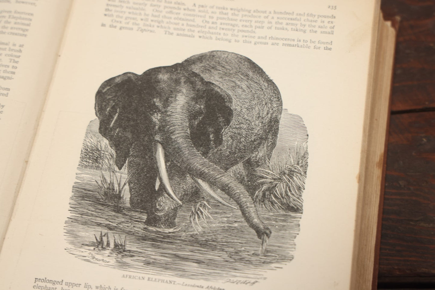 Lot 011 - "Wood'S New Illustrated Natural History" Antique Illustrated Zoology Book By Reverend J.G. Wood, Red Cover With Spider Web, Missing Title Pages