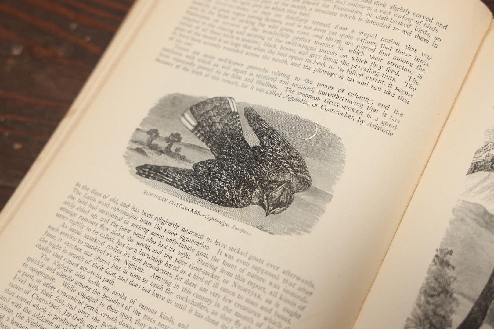 Lot 011 - "Wood'S New Illustrated Natural History" Antique Illustrated Zoology Book By Reverend J.G. Wood, Red Cover With Spider Web, Missing Title Pages