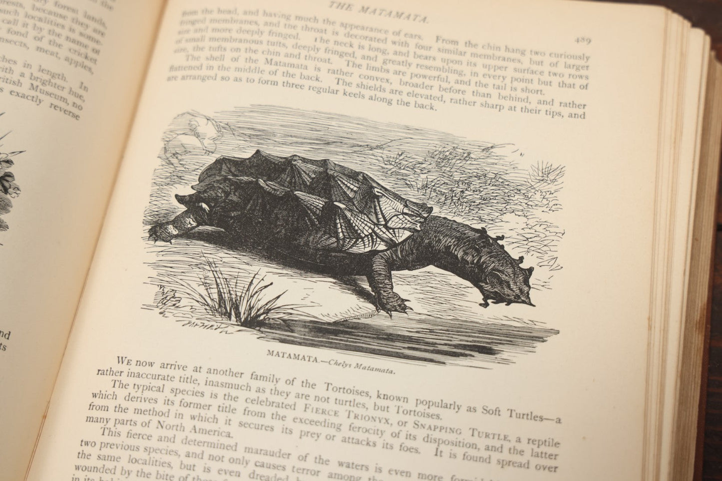 Lot 011 - "Wood'S New Illustrated Natural History" Antique Illustrated Zoology Book By Reverend J.G. Wood, Red Cover With Spider Web, Missing Title Pages