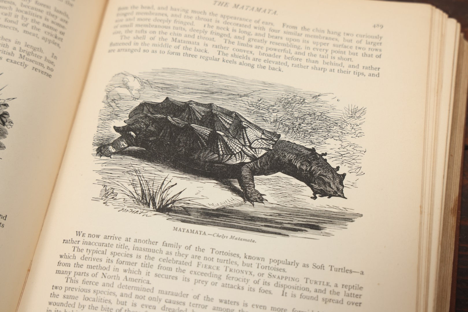 Lot 011 - "Wood'S New Illustrated Natural History" Antique Illustrated Zoology Book By Reverend J.G. Wood, Red Cover With Spider Web, Missing Title Pages