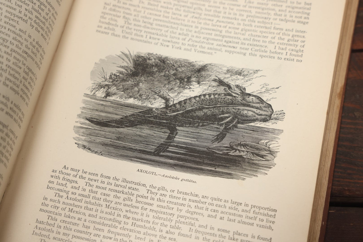 Lot 011 - "Wood'S New Illustrated Natural History" Antique Illustrated Zoology Book By Reverend J.G. Wood, Red Cover With Spider Web, Missing Title Pages