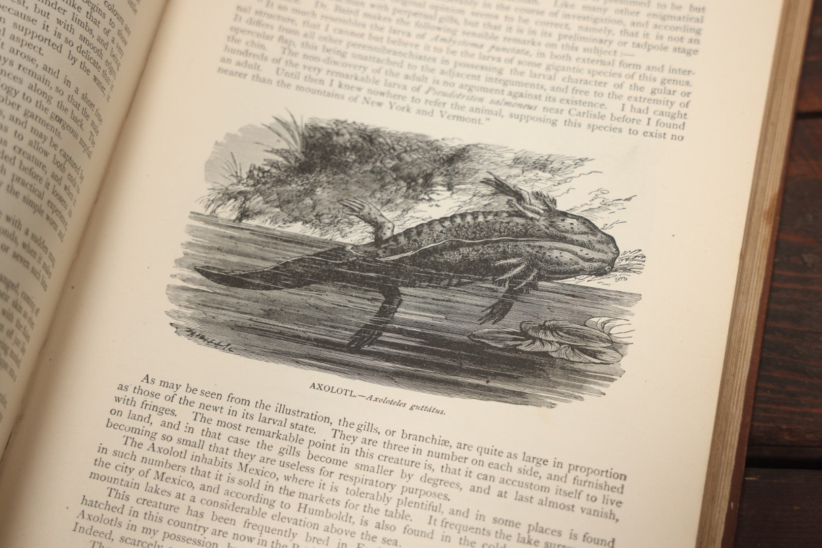 Lot 011 - "Wood'S New Illustrated Natural History" Antique Illustrated Zoology Book By Reverend J.G. Wood, Red Cover With Spider Web, Missing Title Pages