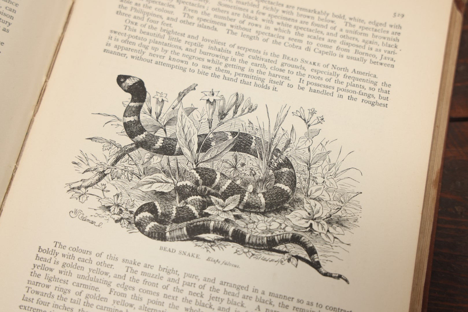 Lot 011 - "Wood'S New Illustrated Natural History" Antique Illustrated Zoology Book By Reverend J.G. Wood, Red Cover With Spider Web, Missing Title Pages