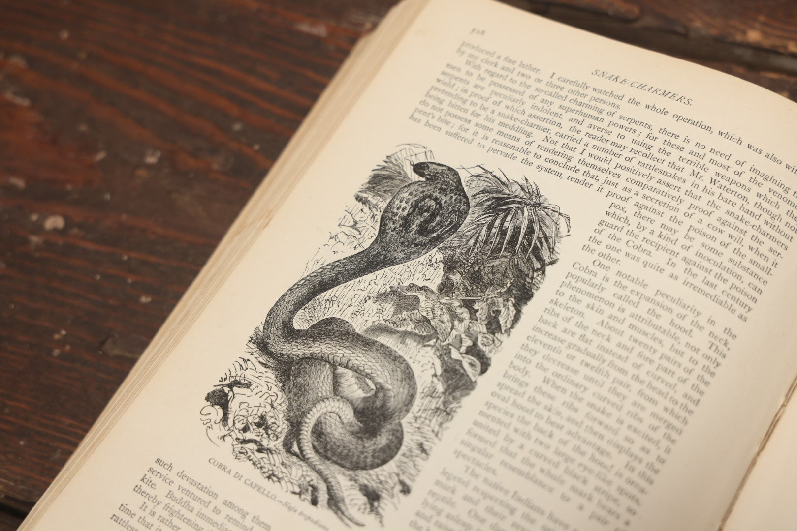 Lot 011 - "Wood'S New Illustrated Natural History" Antique Illustrated Zoology Book By Reverend J.G. Wood, Red Cover With Spider Web, Missing Title Pages