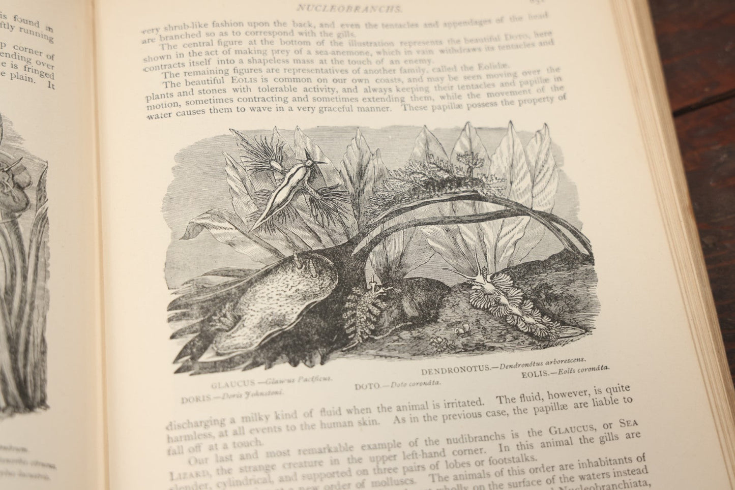 Lot 011 - "Wood'S New Illustrated Natural History" Antique Illustrated Zoology Book By Reverend J.G. Wood, Red Cover With Spider Web, Missing Title Pages