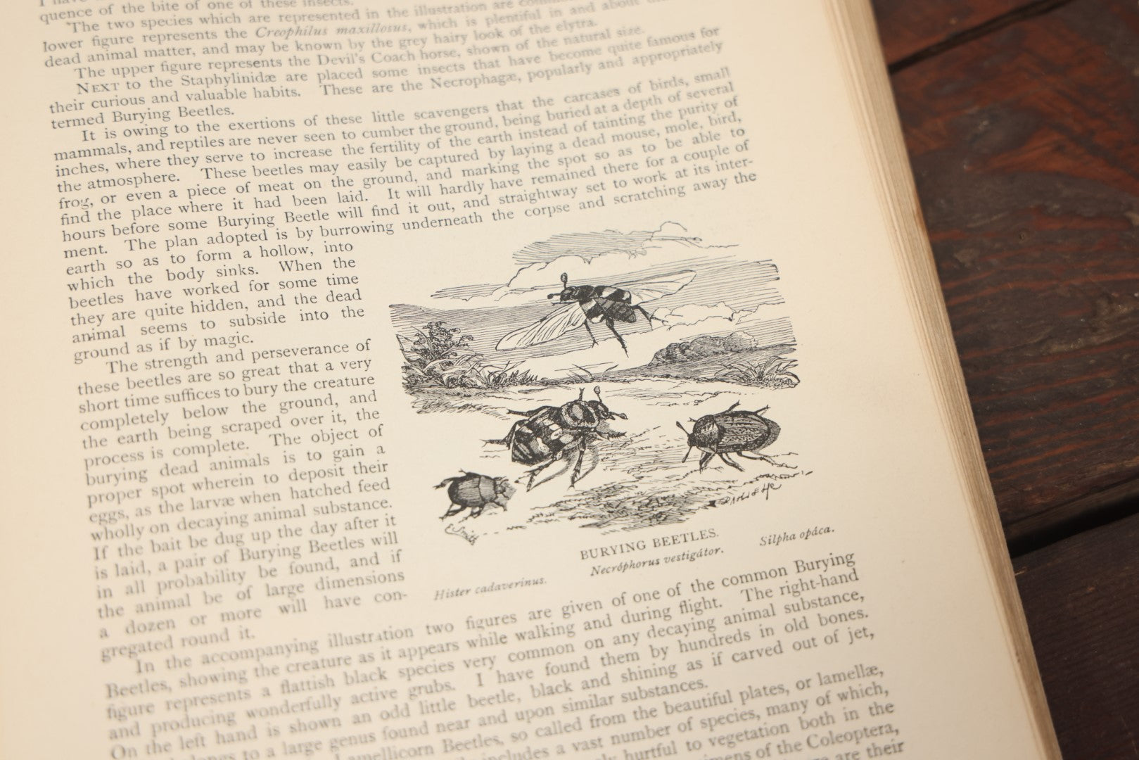 Lot 011 - "Wood'S New Illustrated Natural History" Antique Illustrated Zoology Book By Reverend J.G. Wood, Red Cover With Spider Web, Missing Title Pages