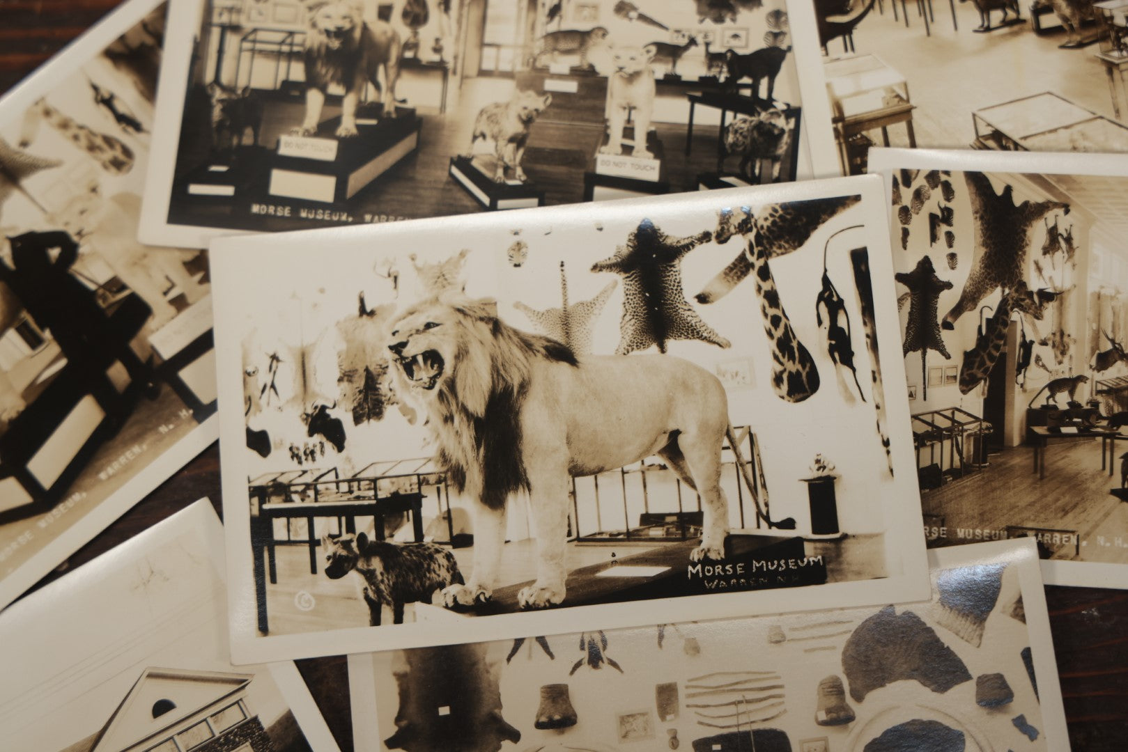 Lot 012 - Grouping Of Seven Vintage Real Photo Postcards R.P.P.C. Of Morse Natural History Museum Taxidermy Collection, Warren, New Hampshire, Circa Early 20Th Century, By Putnam Photo, Antrim, New Hampshire
