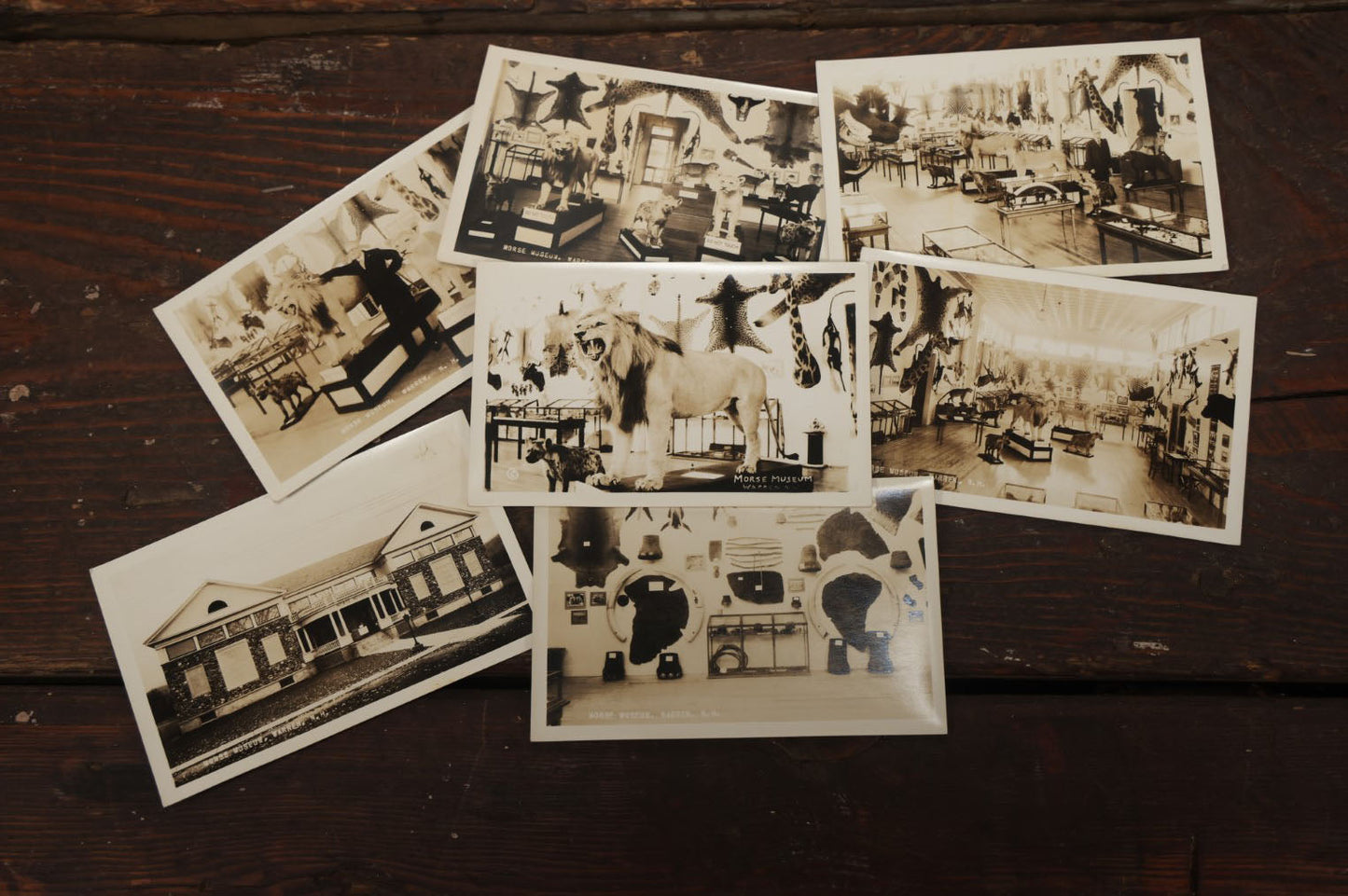 Lot 012 - Grouping Of Seven Vintage Real Photo Postcards R.P.P.C. Of Morse Natural History Museum Taxidermy Collection, Warren, New Hampshire, Circa Early 20Th Century, By Putnam Photo, Antrim, New Hampshire