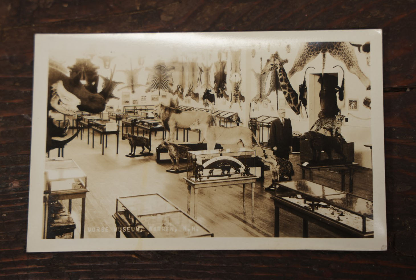 Lot 012 - Grouping Of Seven Vintage Real Photo Postcards R.P.P.C. Of Morse Natural History Museum Taxidermy Collection, Warren, New Hampshire, Circa Early 20Th Century, By Putnam Photo, Antrim, New Hampshire
