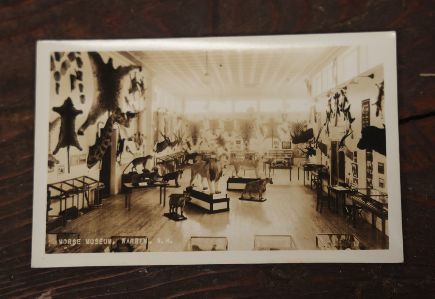 Lot 012 - Grouping Of Seven Vintage Real Photo Postcards R.P.P.C. Of Morse Natural History Museum Taxidermy Collection, Warren, New Hampshire, Circa Early 20Th Century, By Putnam Photo, Antrim, New Hampshire