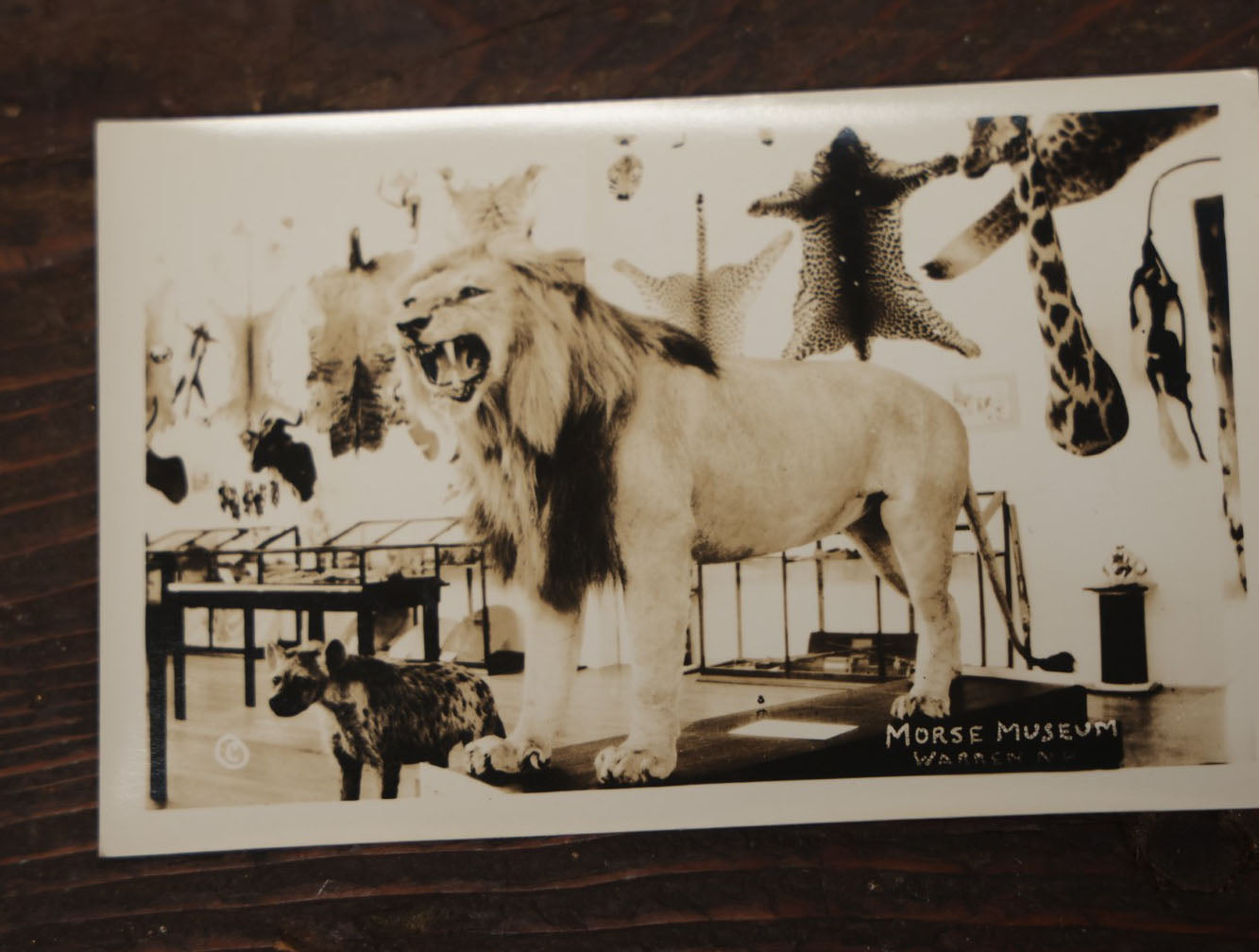 Lot 012 - Grouping Of Seven Vintage Real Photo Postcards R.P.P.C. Of Morse Natural History Museum Taxidermy Collection, Warren, New Hampshire, Circa Early 20Th Century, By Putnam Photo, Antrim, New Hampshire