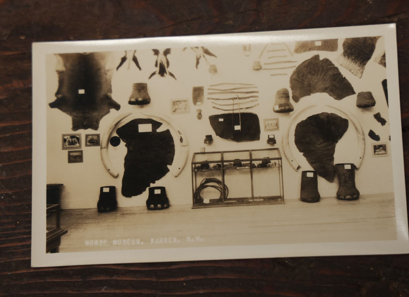Lot 012 - Grouping Of Seven Vintage Real Photo Postcards R.P.P.C. Of Morse Natural History Museum Taxidermy Collection, Warren, New Hampshire, Circa Early 20Th Century, By Putnam Photo, Antrim, New Hampshire