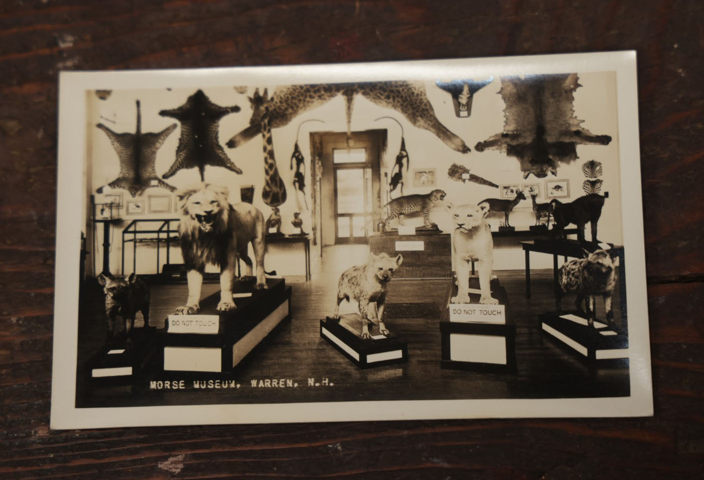 Lot 012 - Grouping Of Seven Vintage Real Photo Postcards R.P.P.C. Of Morse Natural History Museum Taxidermy Collection, Warren, New Hampshire, Circa Early 20Th Century, By Putnam Photo, Antrim, New Hampshire